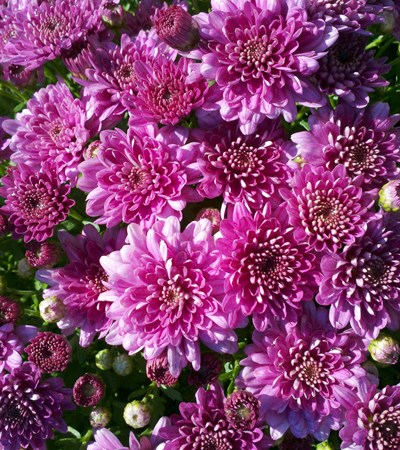 Belgian Mums® Pomona Violet